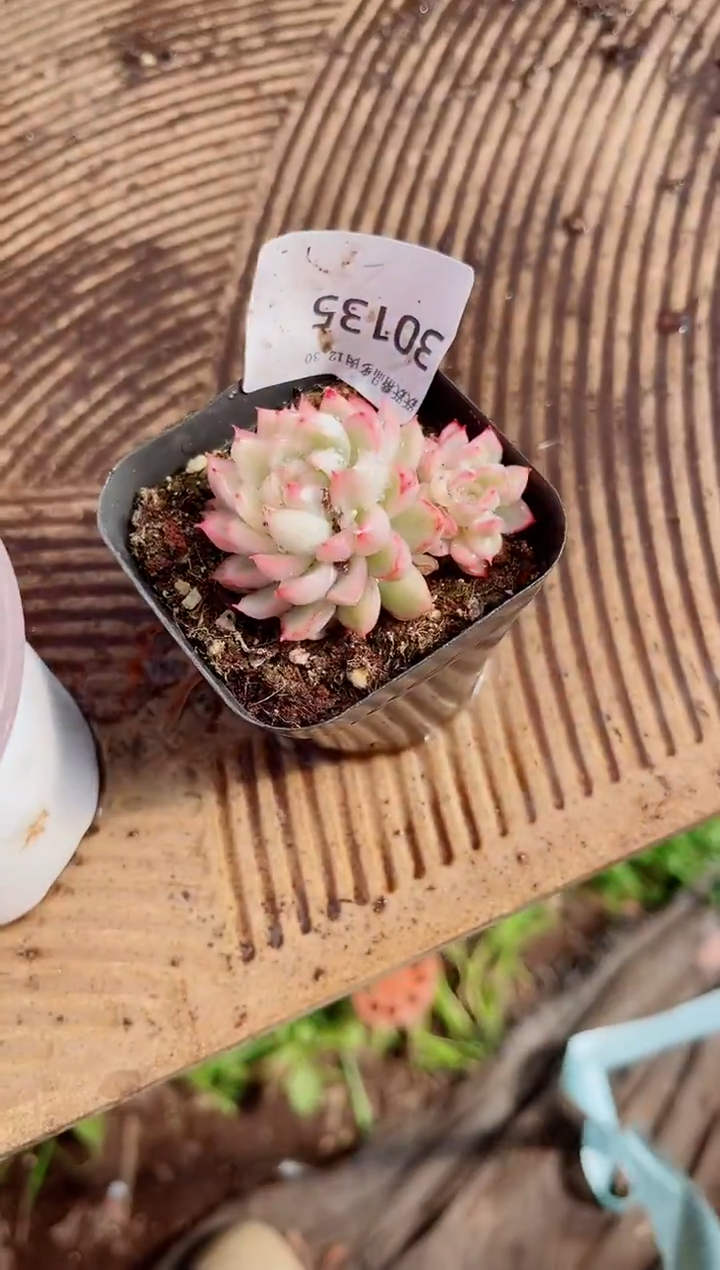 蒲****定跃跃精品多肉30135