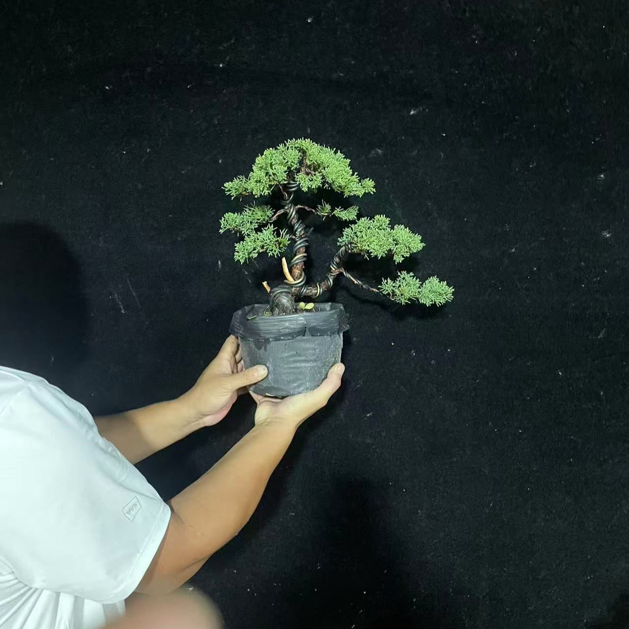 精品造型盆景，庭院种植