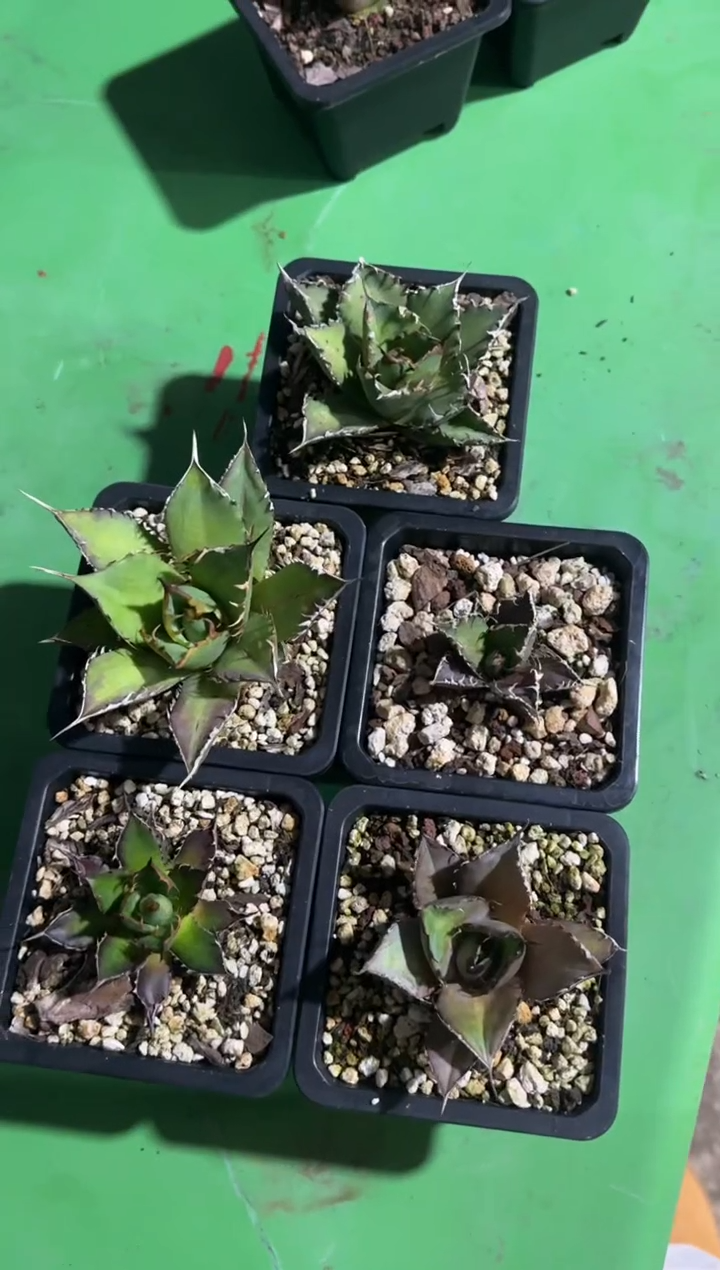 【闪购商品】仁王冠套餐5棵+保温箱