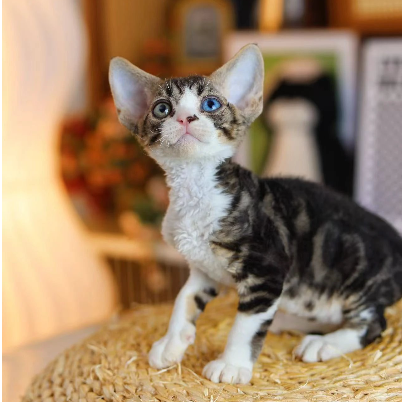 山北 黑虎斑加白 鸳鸯眼 弟弟 德文卷毛猫 猫咪