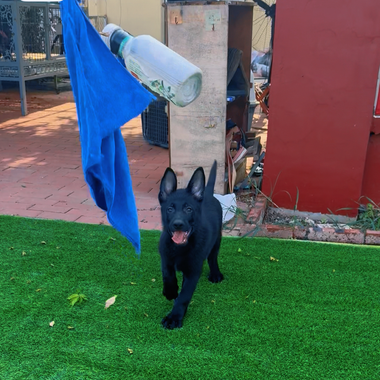 【五环名犬】东德牧羊犬DDR 纯黑色  活体 狗狗 带证纯血统