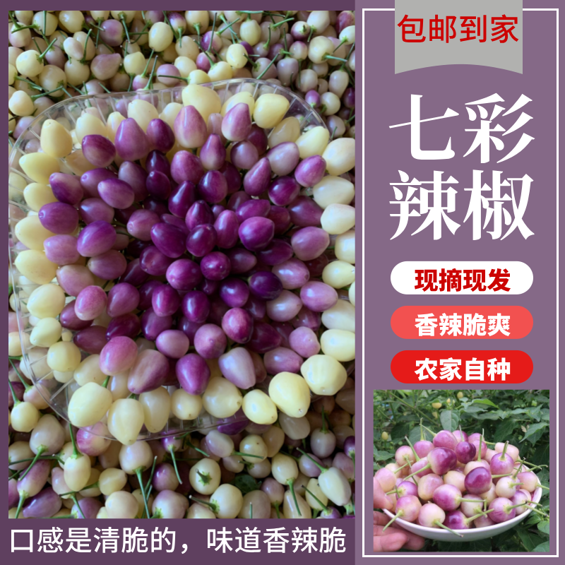《七彩椒》云南七彩辣椒灯笼椒新鲜采摘七彩泡椒小米辣新鲜包邮