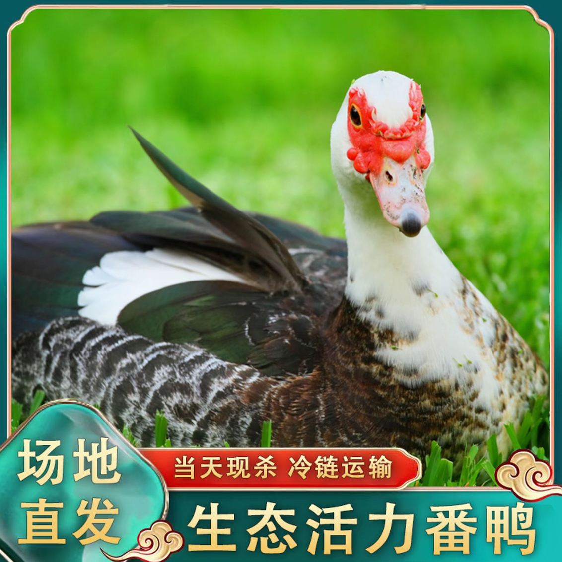 买一只送一只山林放养番鸭现宰现杀顺丰京东包邮冷链运输肉质鲜红