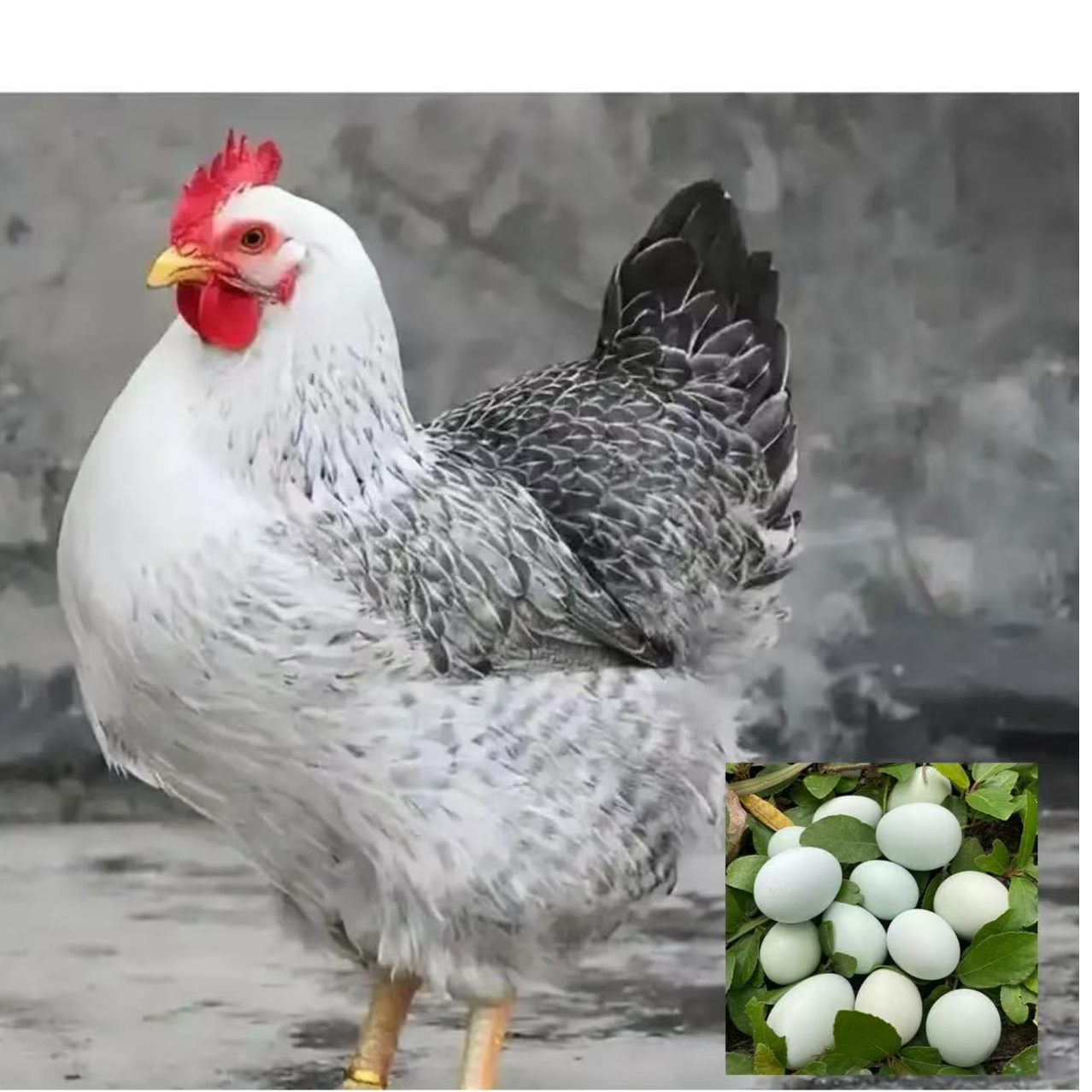 肉质鲜美云南高原散养白芦花鸡整鸡