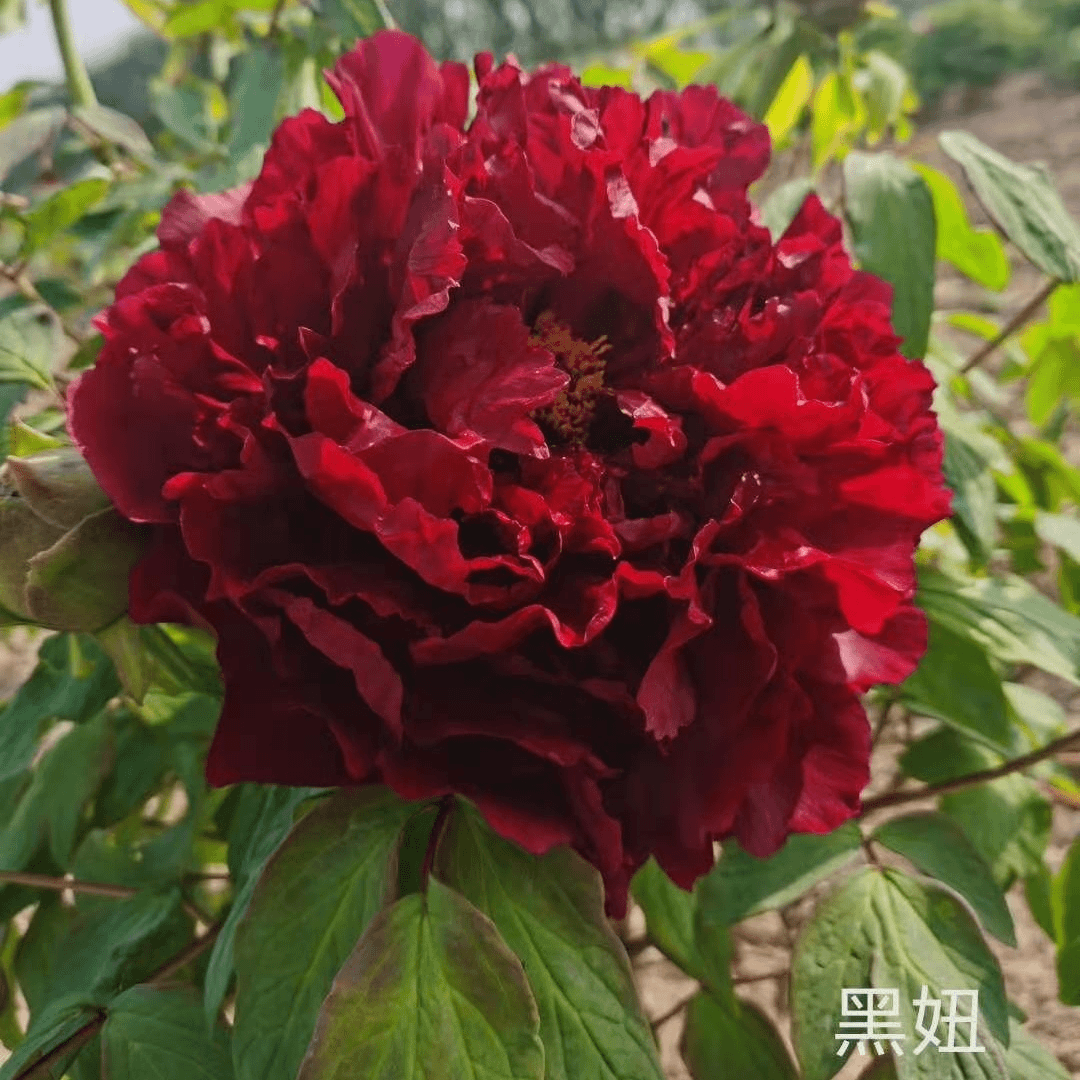 【黑妞】正宗洛阳重瓣牡丹花苗北方耐寒盆栽地栽室内庭院花卉牡丹苗