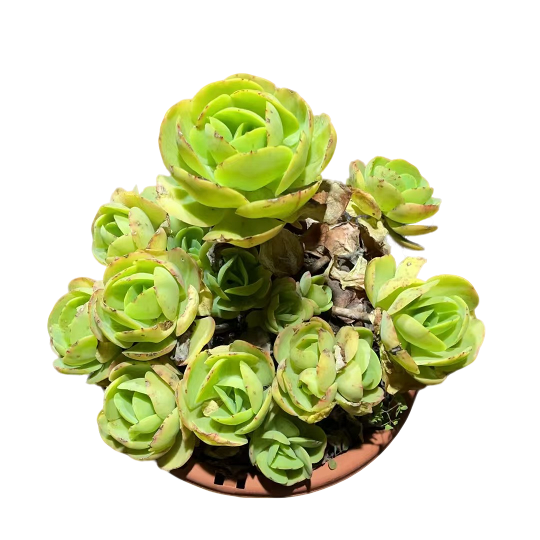 精品多肉植物 碧桃