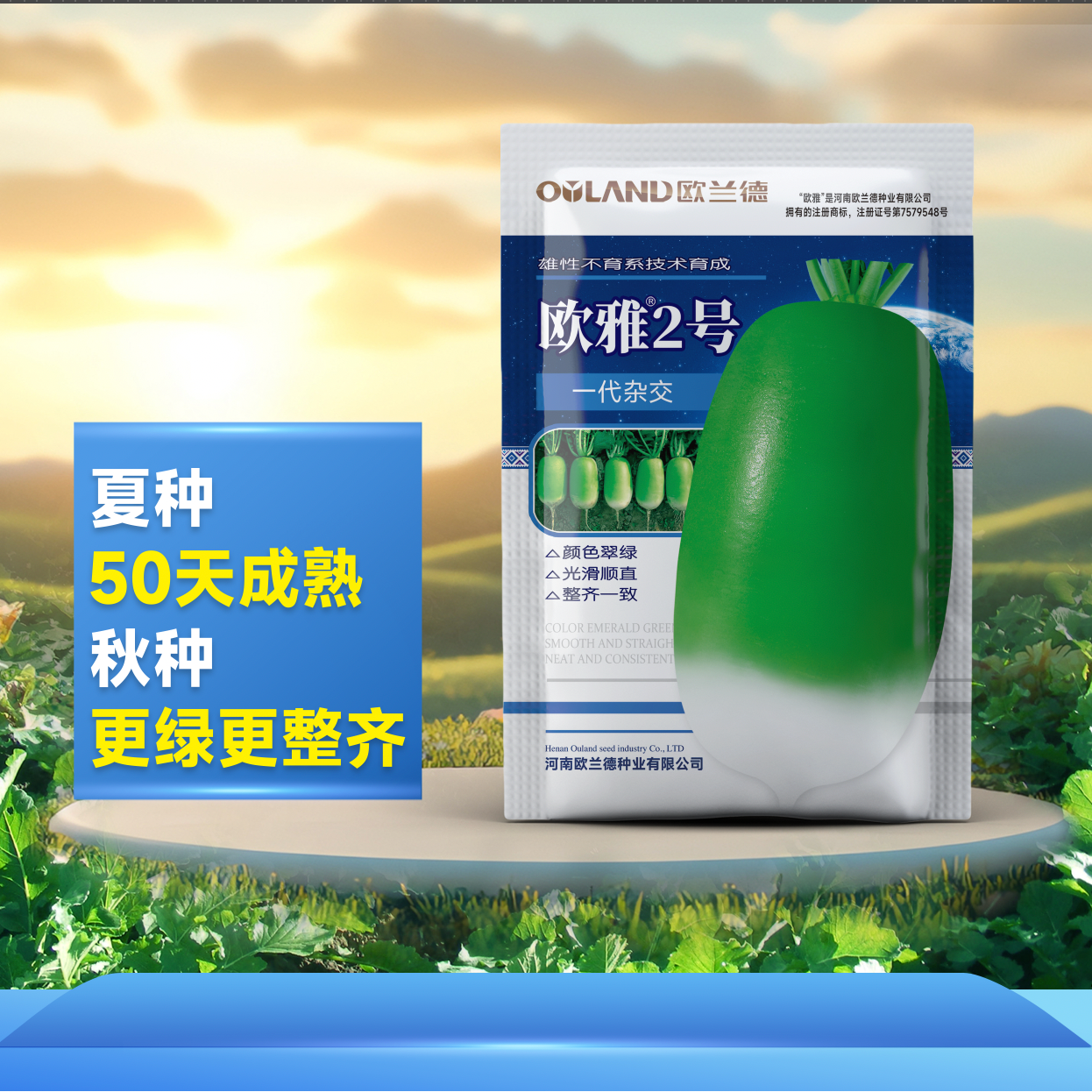 【欧雅2号】三系杂交耐热青萝卜种子顺直颜色绿夏秋种植蔬菜种子