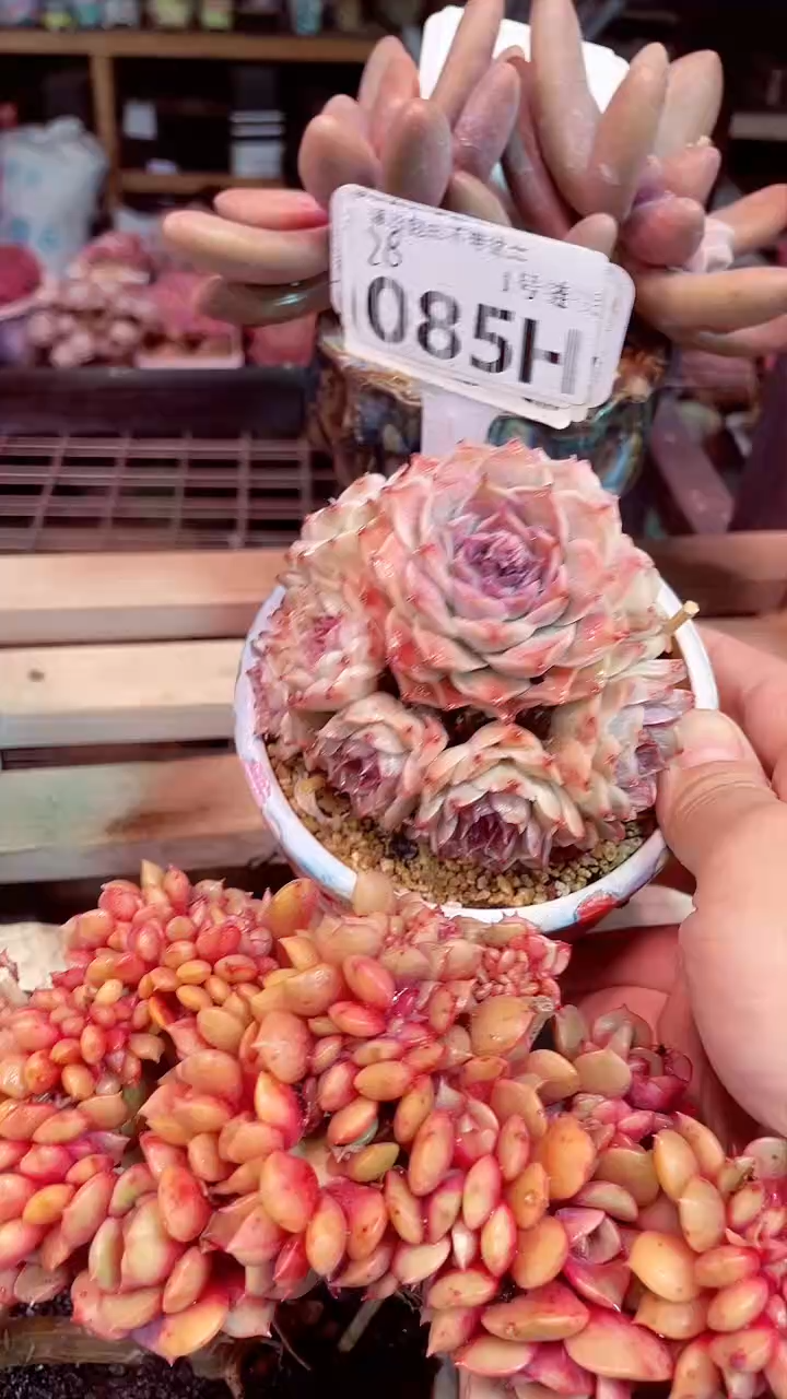 【闪购商品】留财085H