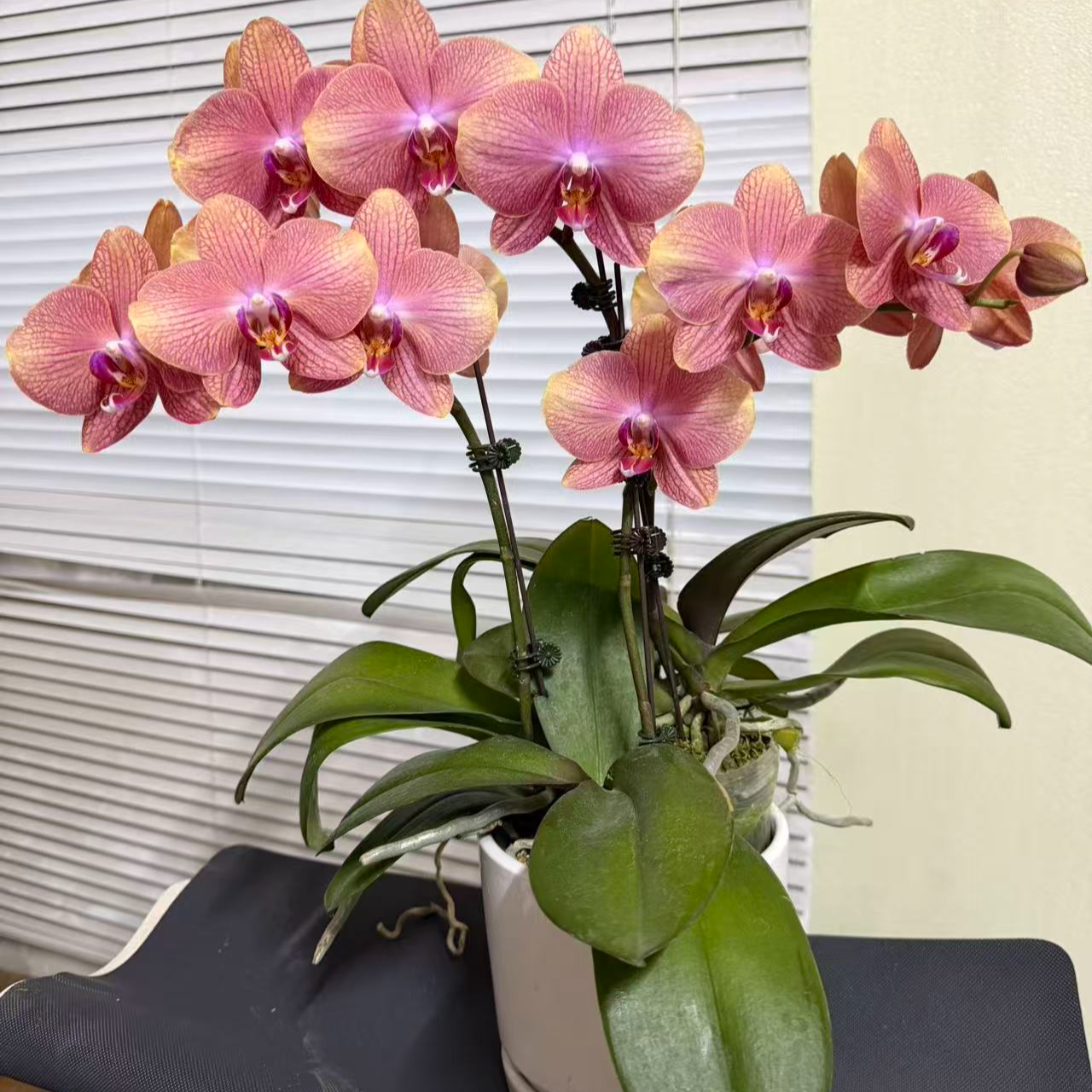 蝴蝶兰【三文鱼】6花剑 稀有品种 带花发货 广州基地直发