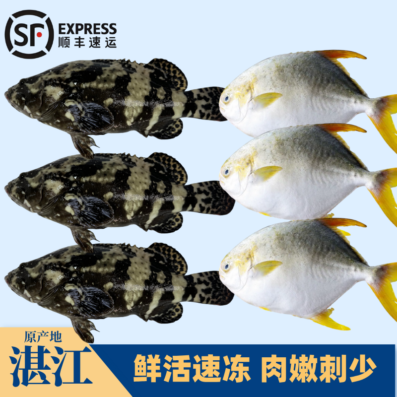 3条石斑鱼+3条金鲳鱼湛江珍珠斑鱼海鲜营养清蒸活鱼现冻