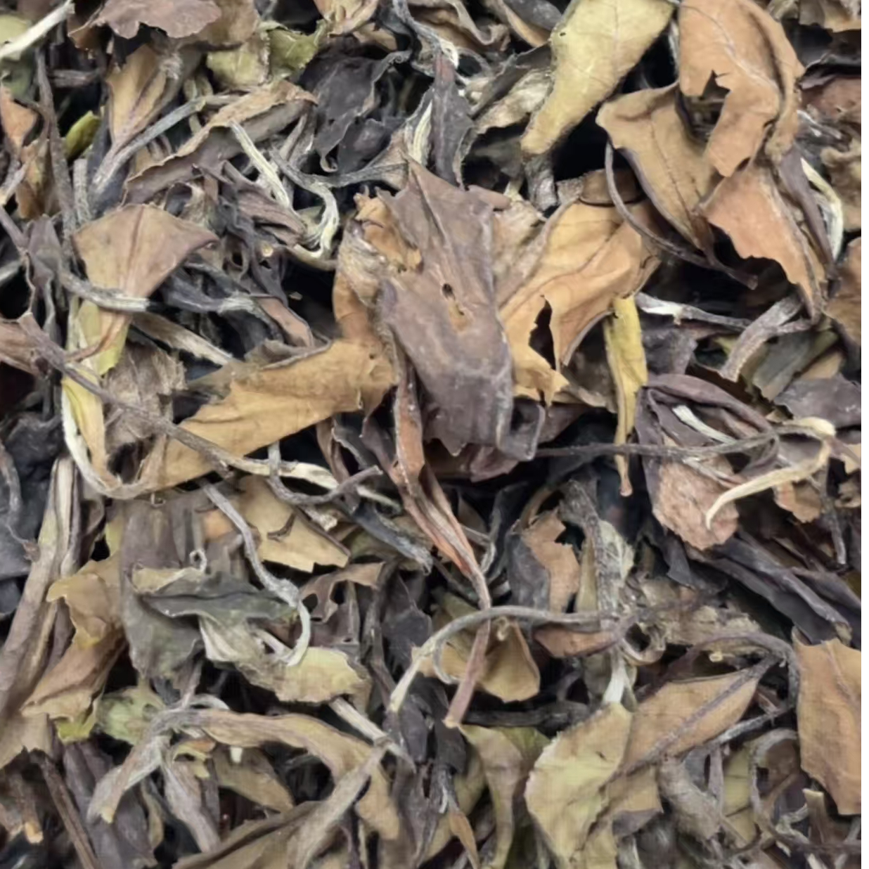 临时链接 福鼎白茶2017年寿眉散茶