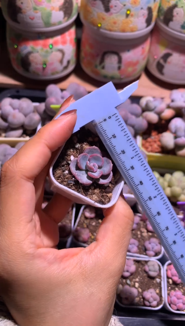 爱的松侧芽多肉，满28包邮 不满发一个叶片到付