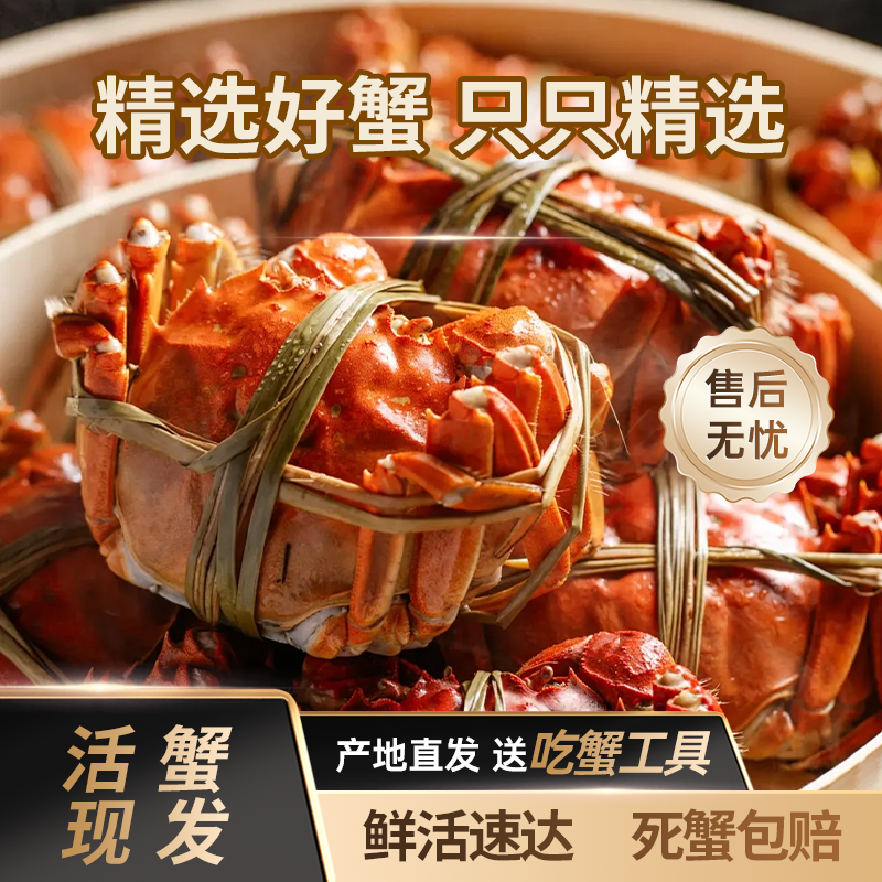 【活蟹】  苏州大闸蟹 母蟹5.0~4.7两 8只/10只 顺丰包邮B