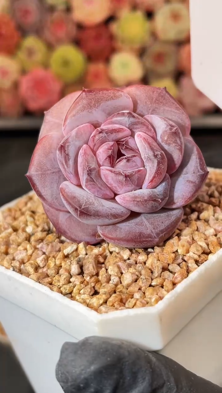 3-49 queen3-4厘米 量拍发一颗