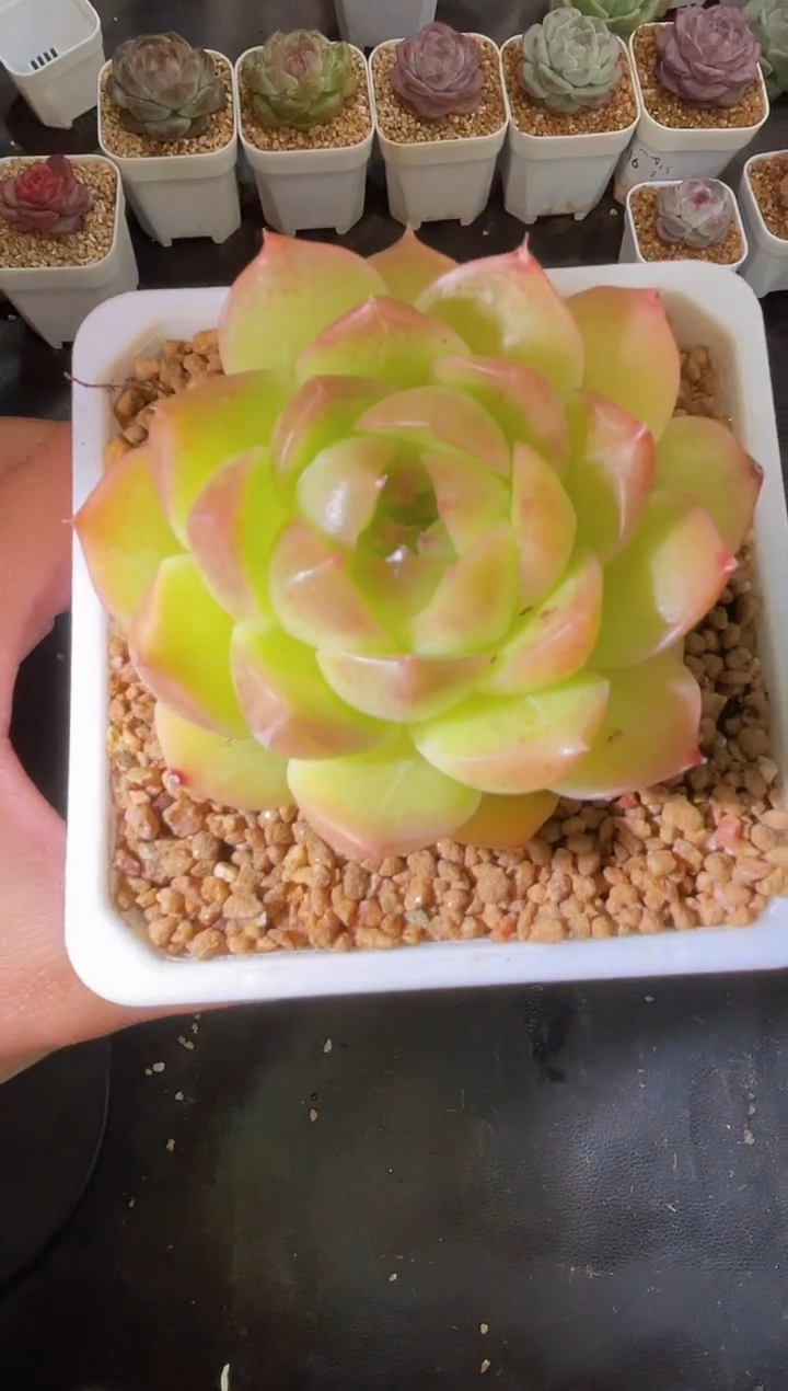  2536 金珍妮4-5厘米 量拍发一颗