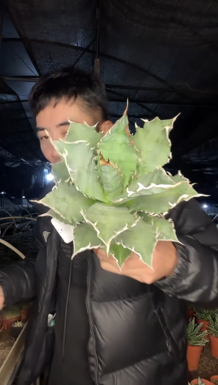 【闪购商品】超超大福建白鲸