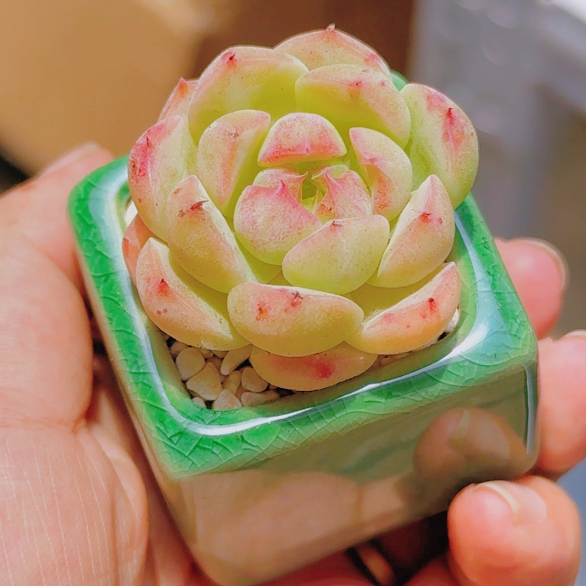 拇指盆瓷盆多肉植物一物一拍（满2单包邮）