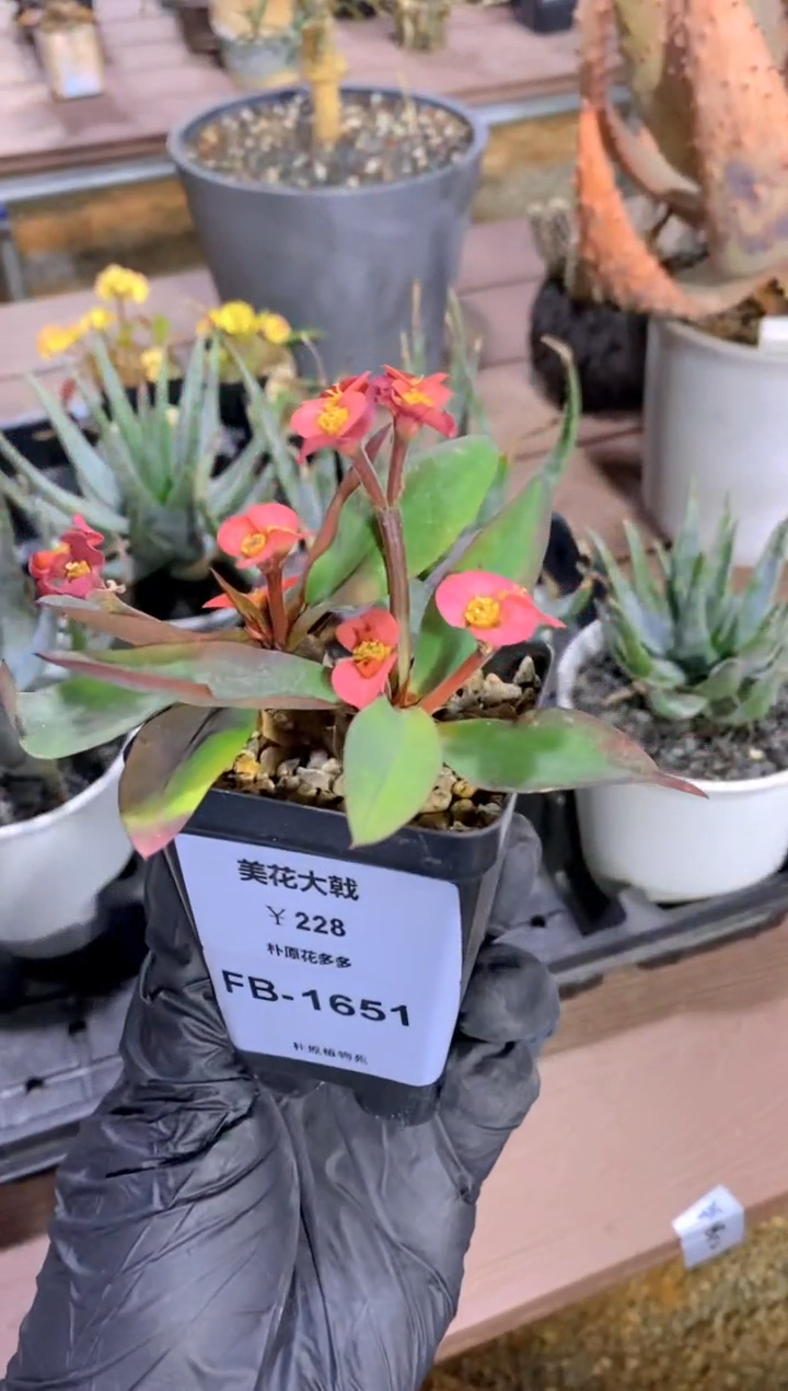 【闪购商品】美花大戟FB-1651