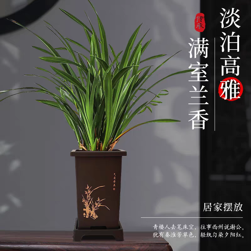 【福利】墨兰6-8苗盆栽室内阳台办公室好养护四季常青花卉绿植