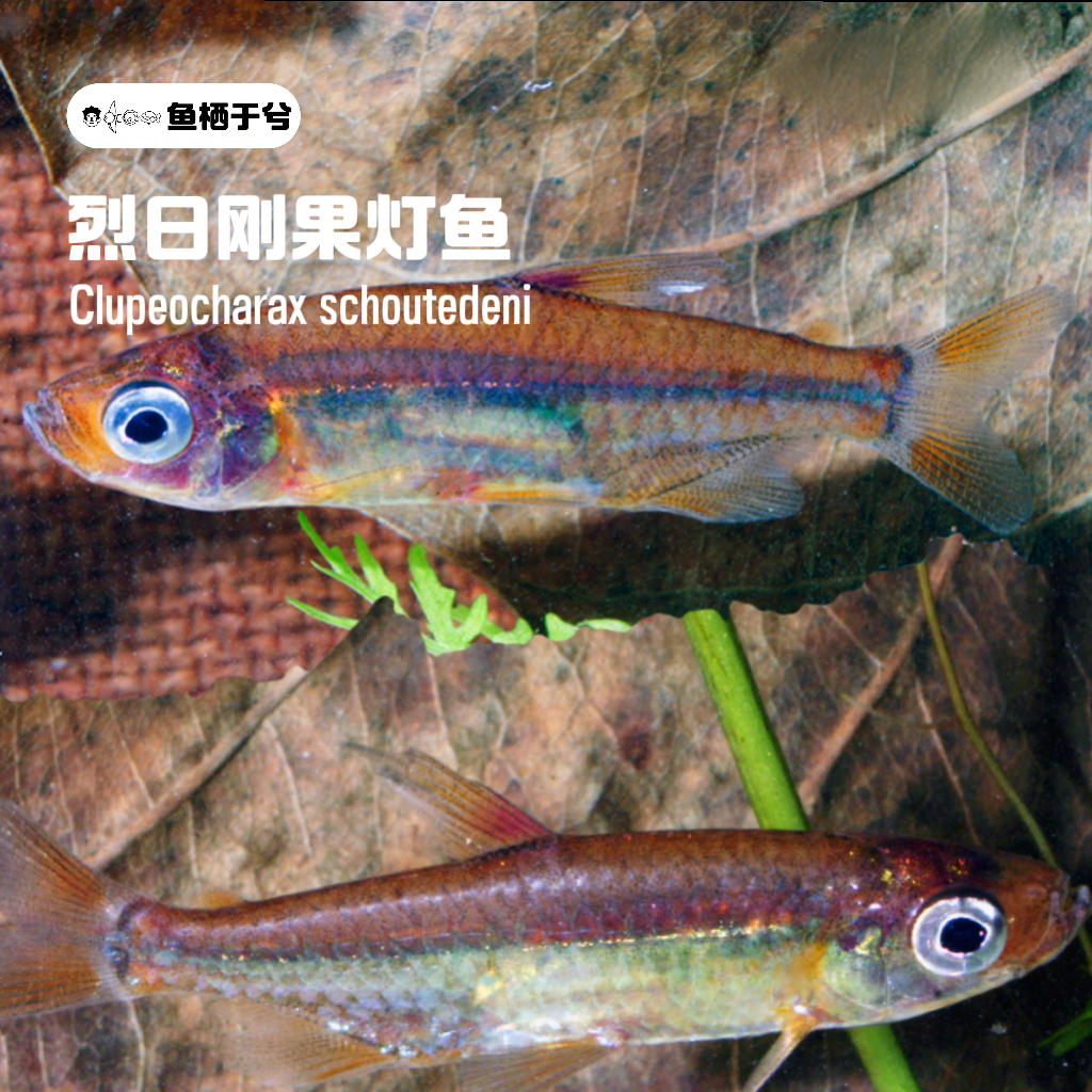 1鱼栖于兮 烈日刚果灯鱼Clupeocharax schoutedeni非洲刚果灯鱼