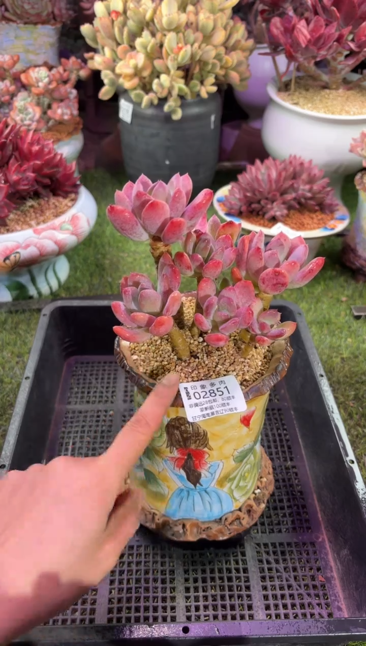 【闪购商品】02851