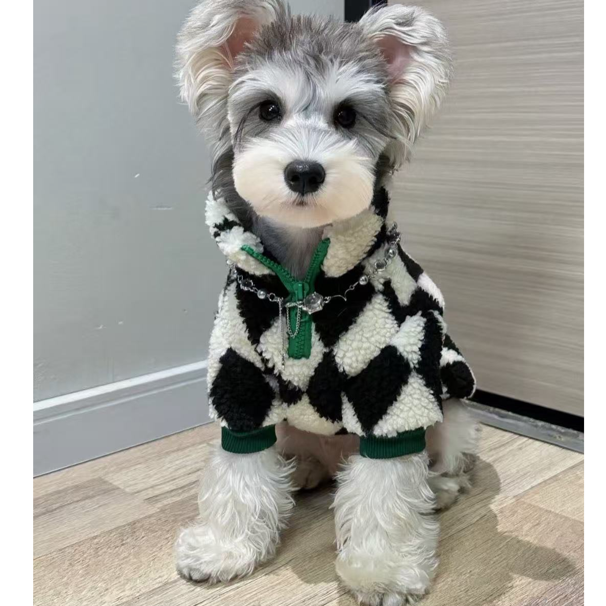 （李李家的雪纳瑞）T狗狗活体