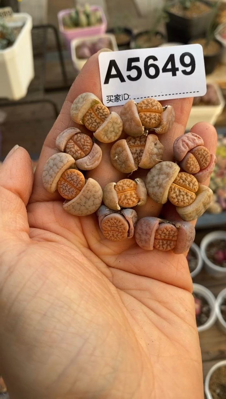 【闪购商品】5649直播一物一拍