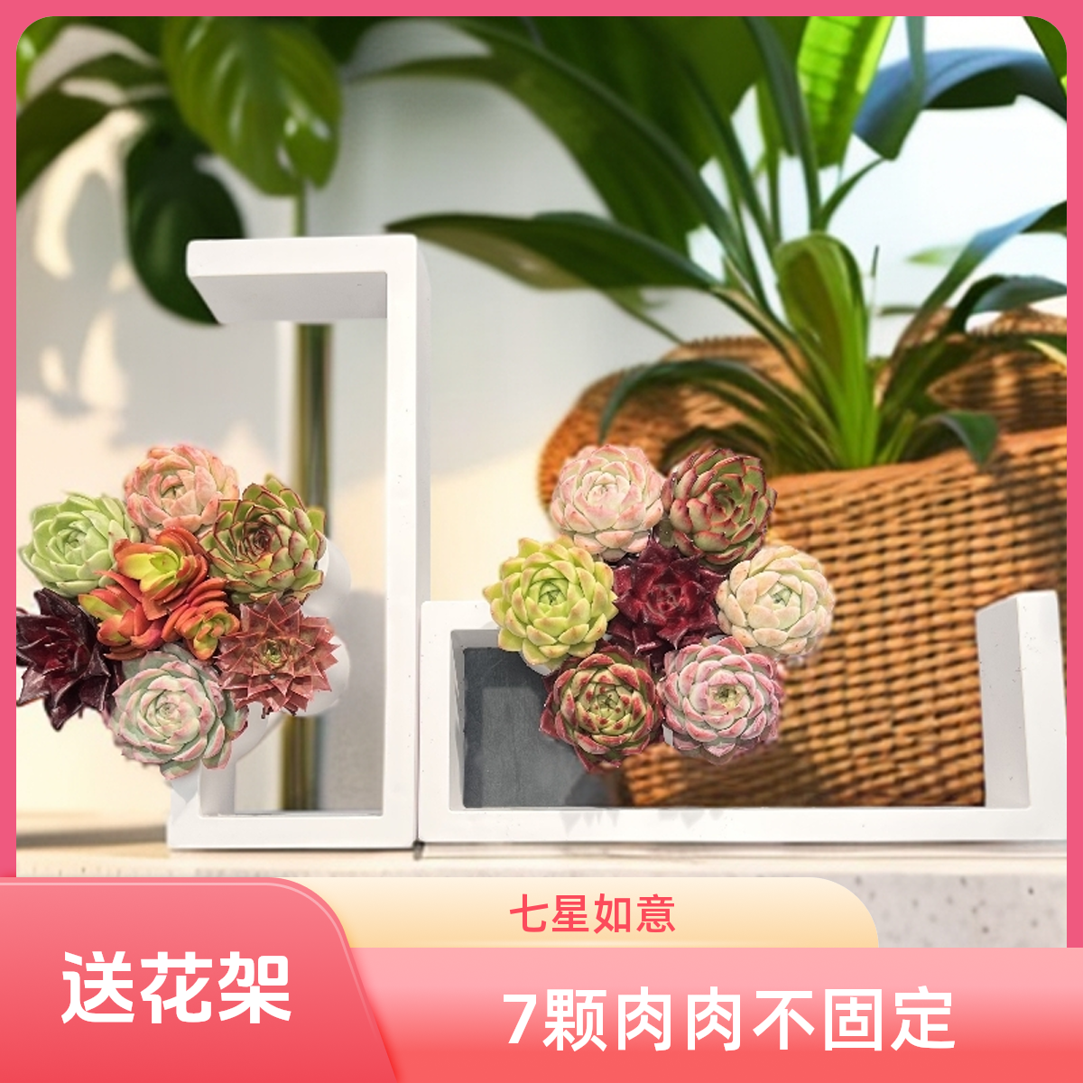 【②号】无土多肉--七星如意套装(1个）