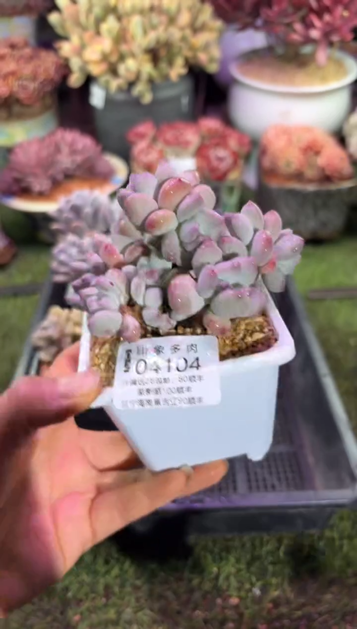 【闪购商品】04104