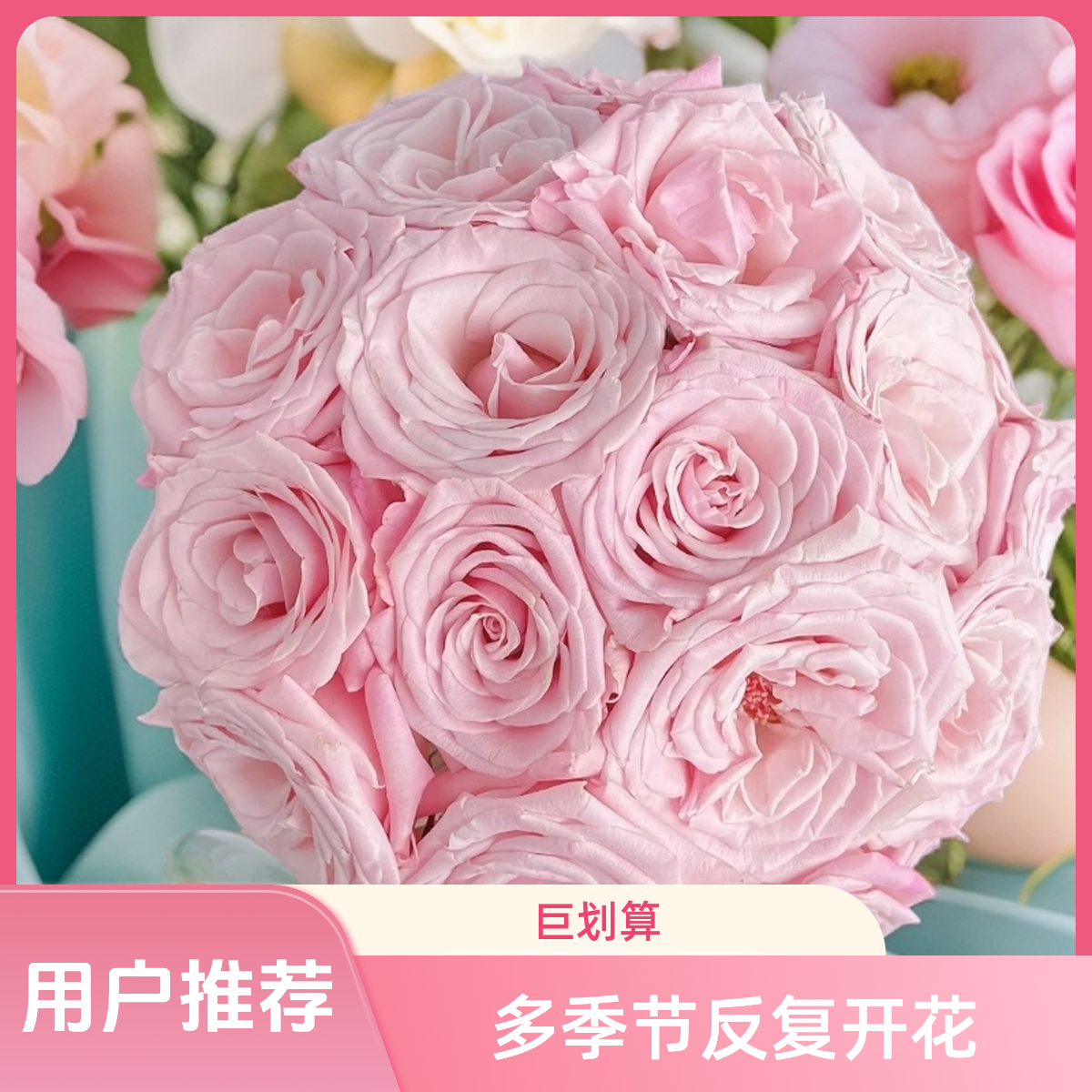 黑哥的花园姆其娅月季盆栽重瓣四季开花阳台庭院花卉绿植玫瑰花园