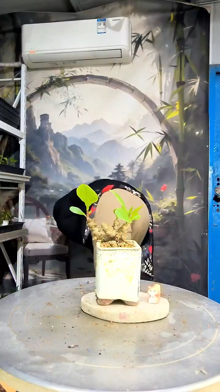 白**?中青园艺一物一拍花60