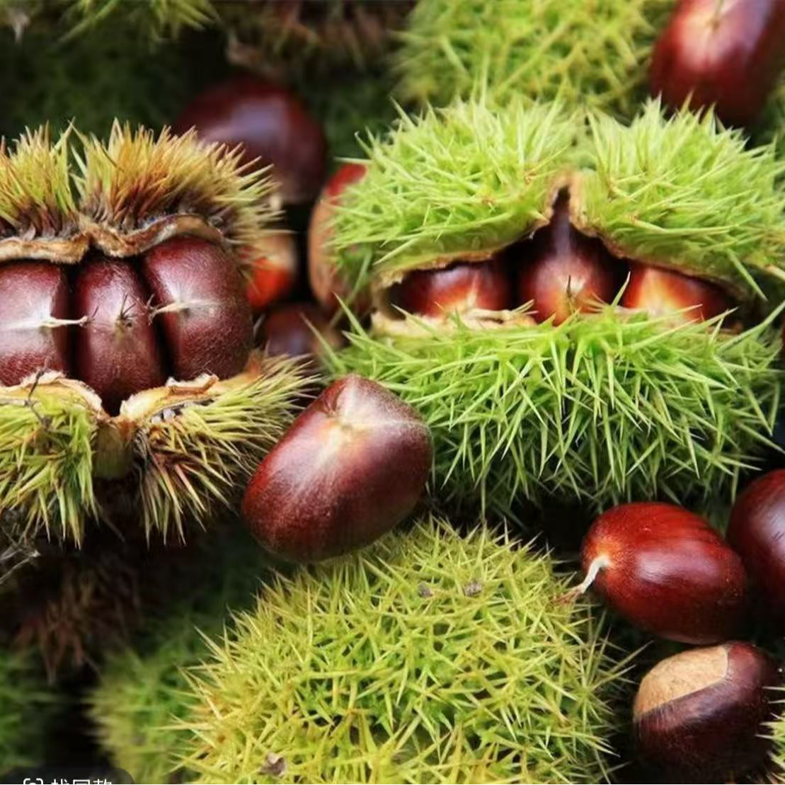 2025大别山老树板栗生新鲜栗子现摘现发红壳即食板栗助农