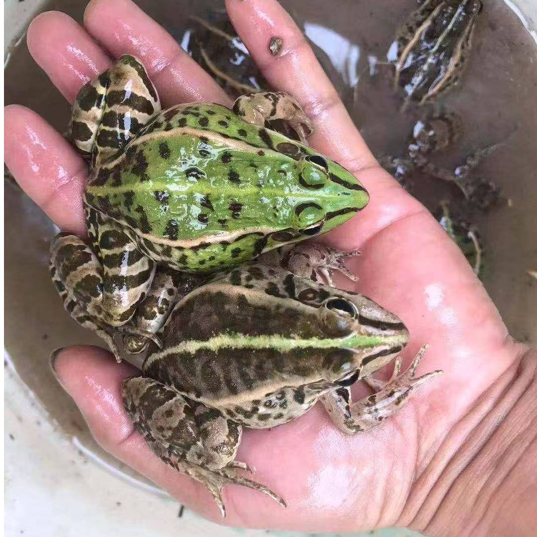 3斤中蛙青蛙鲜活，活蛙（每斤13-16只）包活牛蛙田鸡