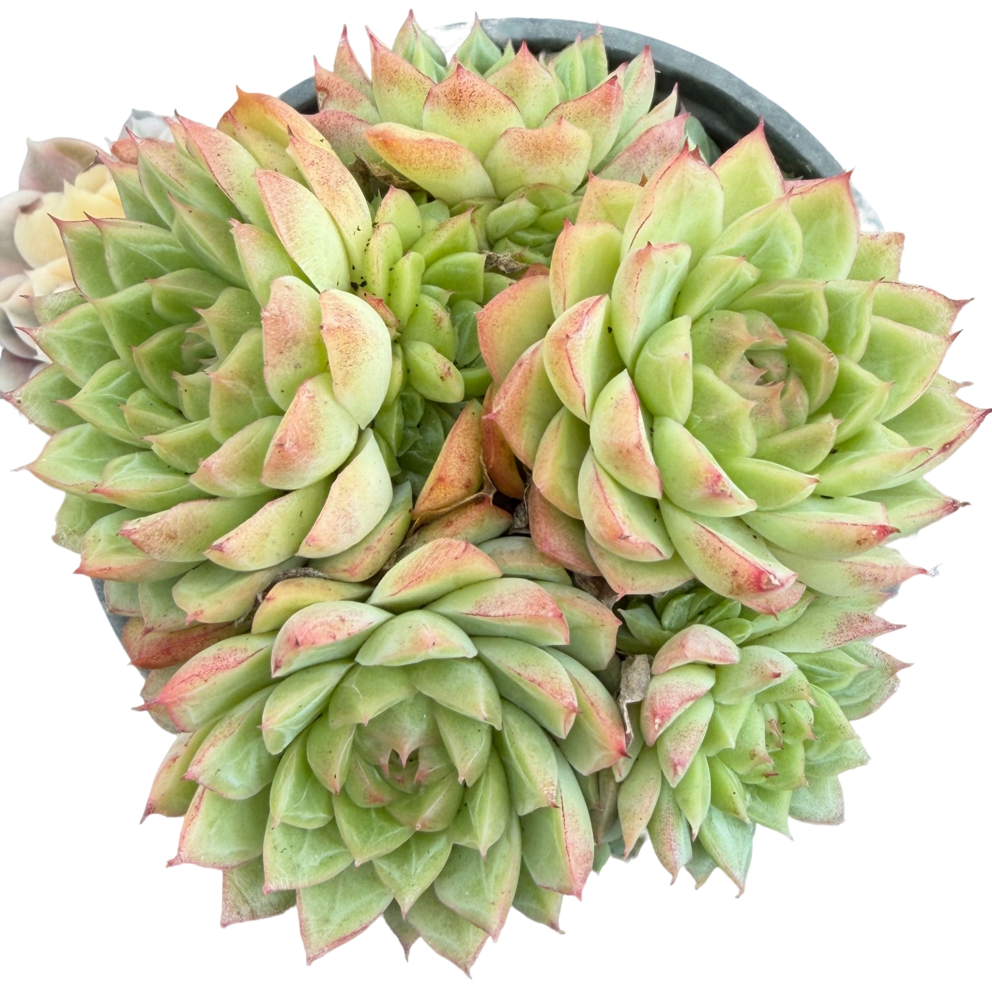 边线女王 带盆(多肉植物)满19.9包邮 云南基地源头直发新手好养