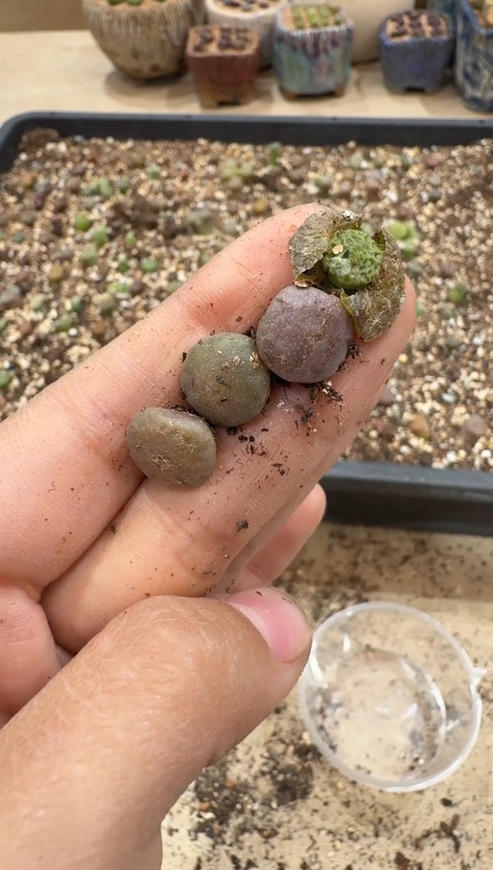 多肉植物肉锥3-76一颗