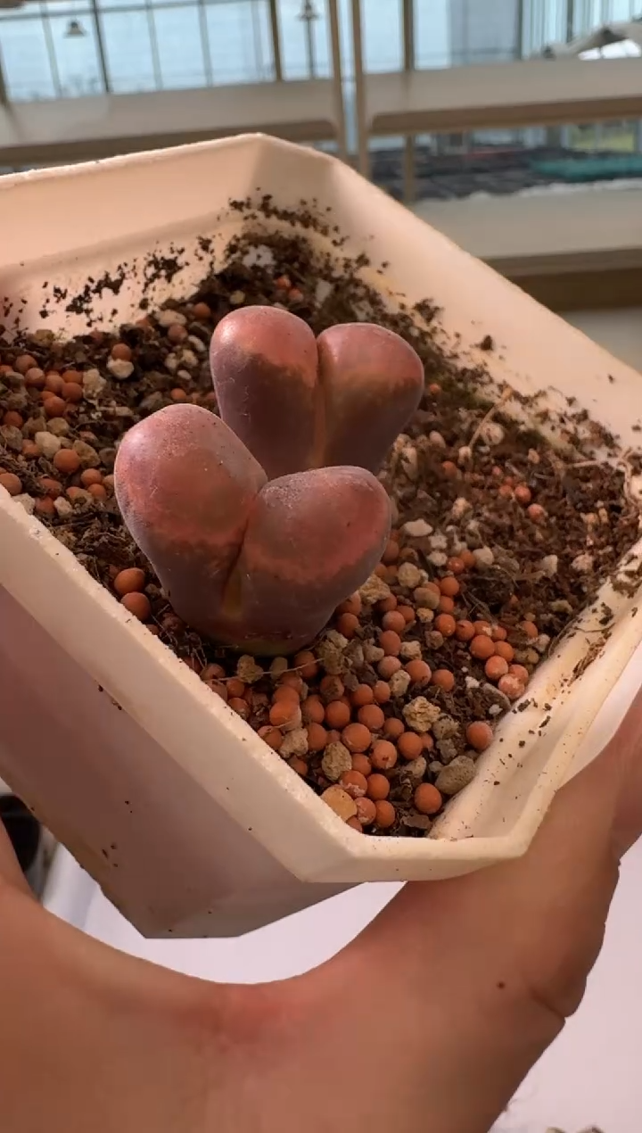24-3多肉植物肉锥一颗