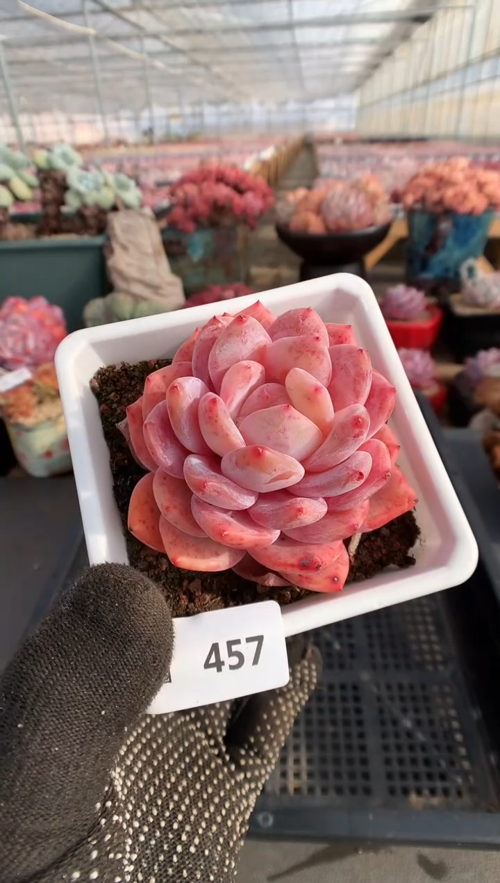 【闪购商品】457雪天使一物一拍