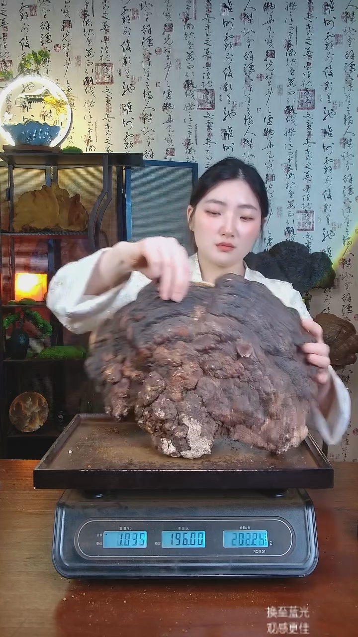 松针层孔菌中国大陆【藏区 野生】红缘树舌（4.42斤）40-50年份