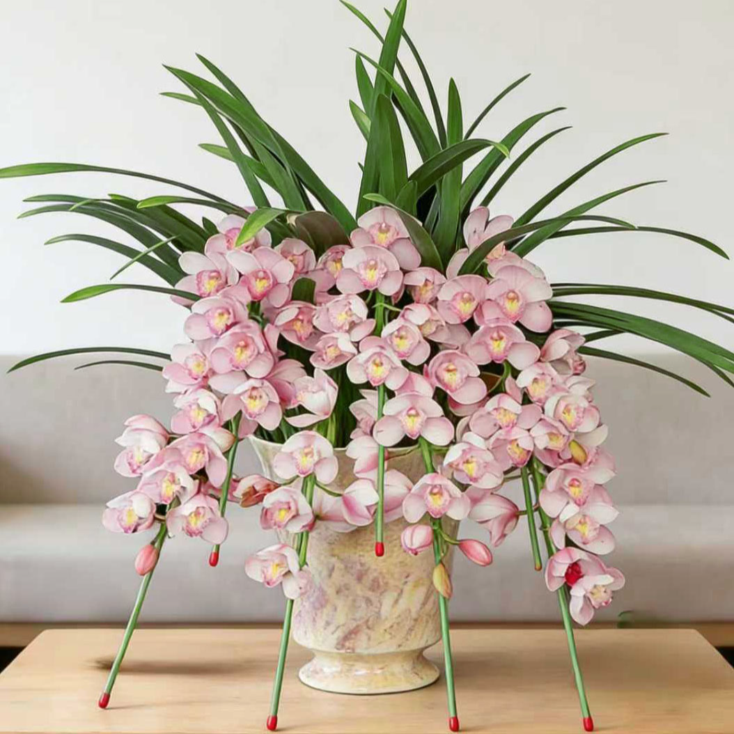 大花惠兰拱兰粉色烛光带5支花剑起原盆原土发货