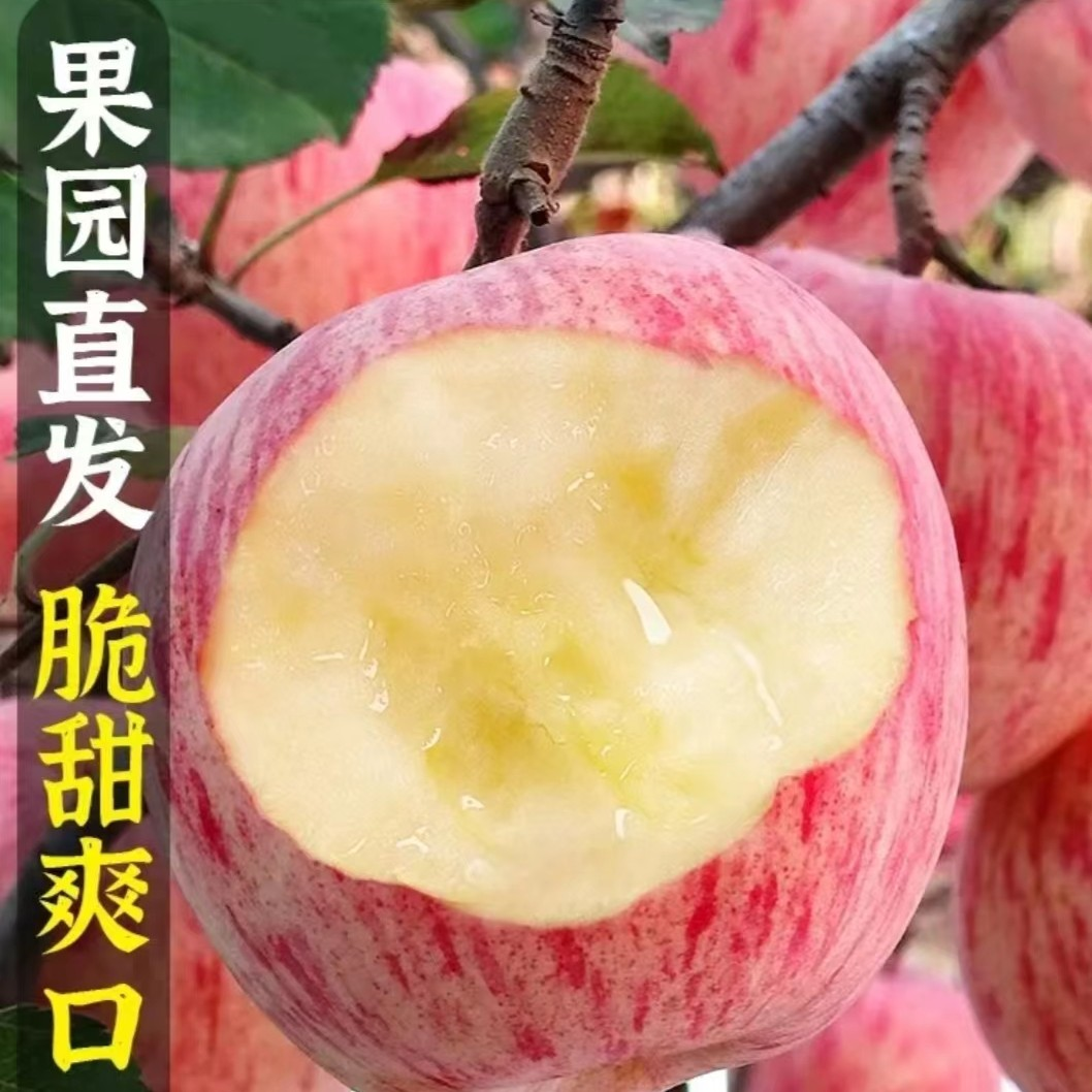 【商超精品果】助农正宗烟台栖霞红富士苹果冰糖心产地直发脆甜多汁 图片 2