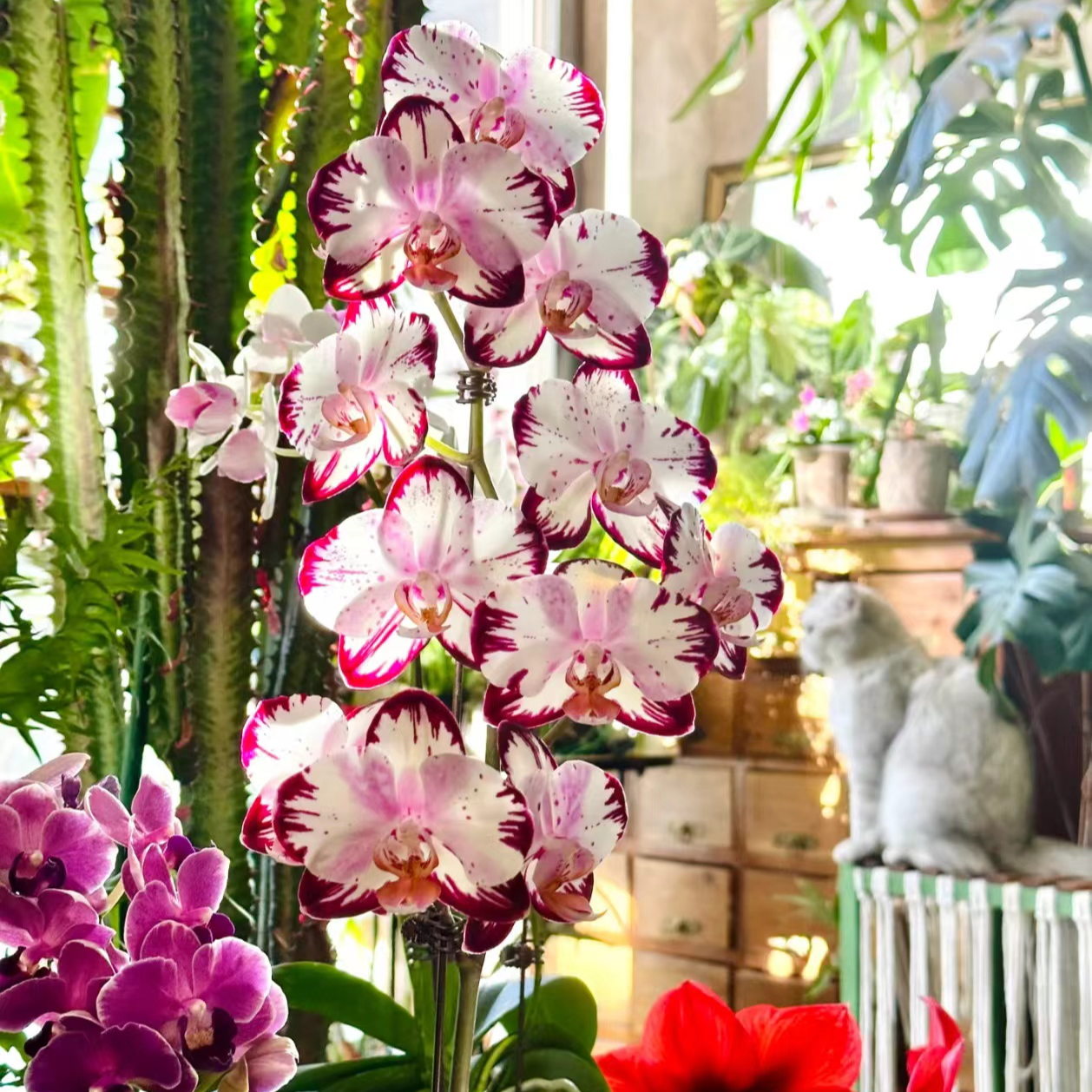 云台农场618闪边哈宝哈根达斯蝴蝶兰1.7寸杯 根系好