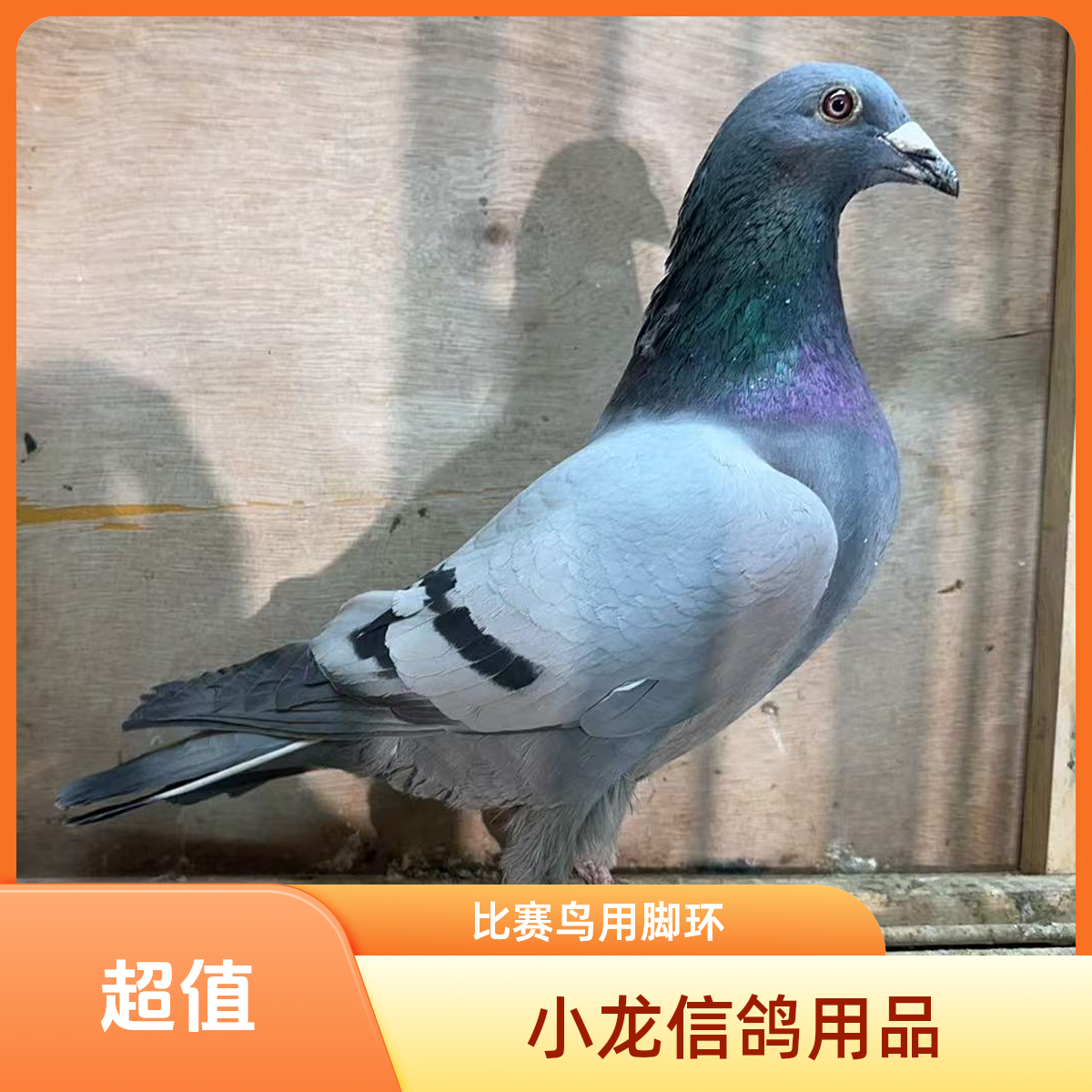 信鸽赛鸽天落鸟足环脚环