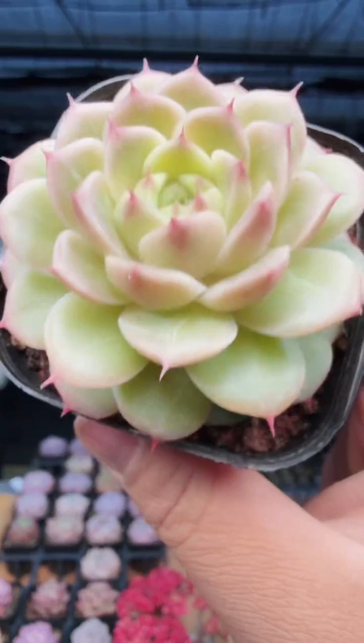 东云多肉园新款-576