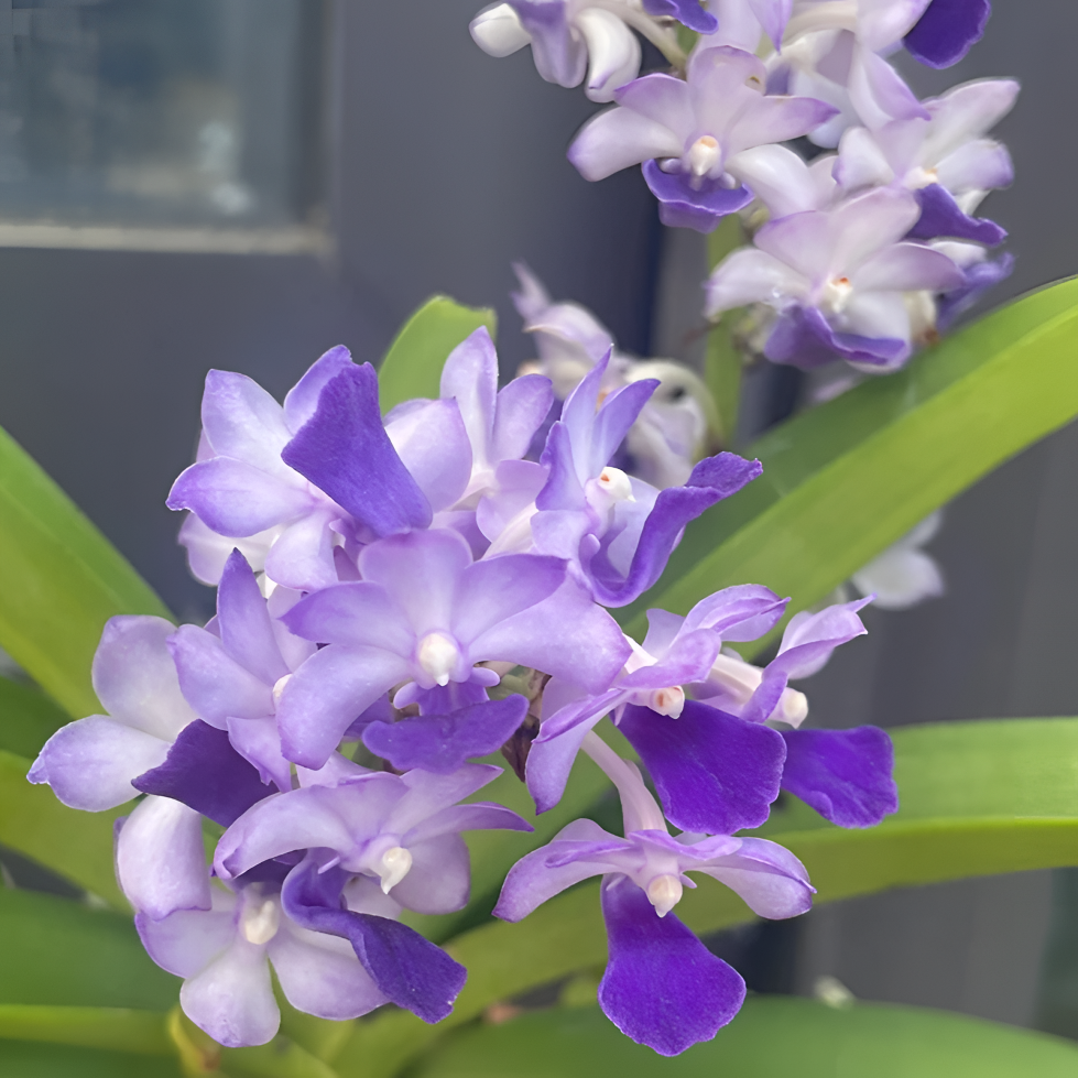 立梗蓝色狐尾兰（蓝指）蓝白色淡香大苗不带花多年生叶微瑕绿植花卉