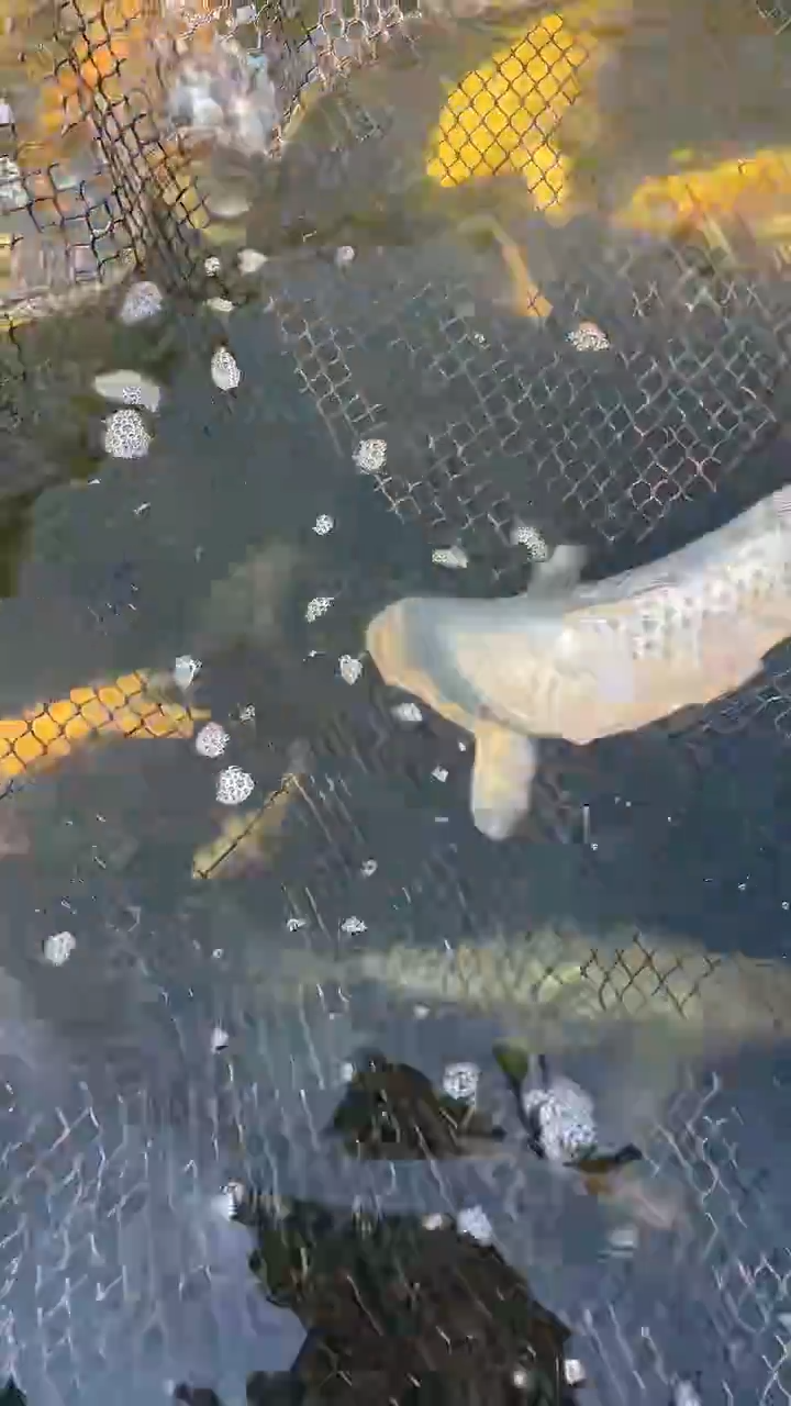 锦鲤太饱锦鲤36cm-48cm不包邮到付具体尺寸和品类以直播间为准