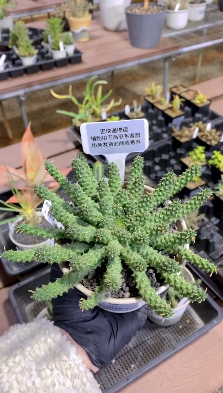 【闪购商品】章鱼大戟FA-9851