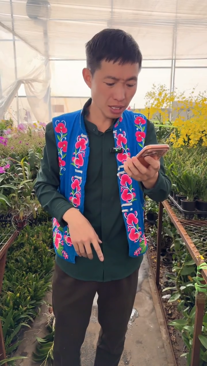 完全开放梦香兰混发2颗