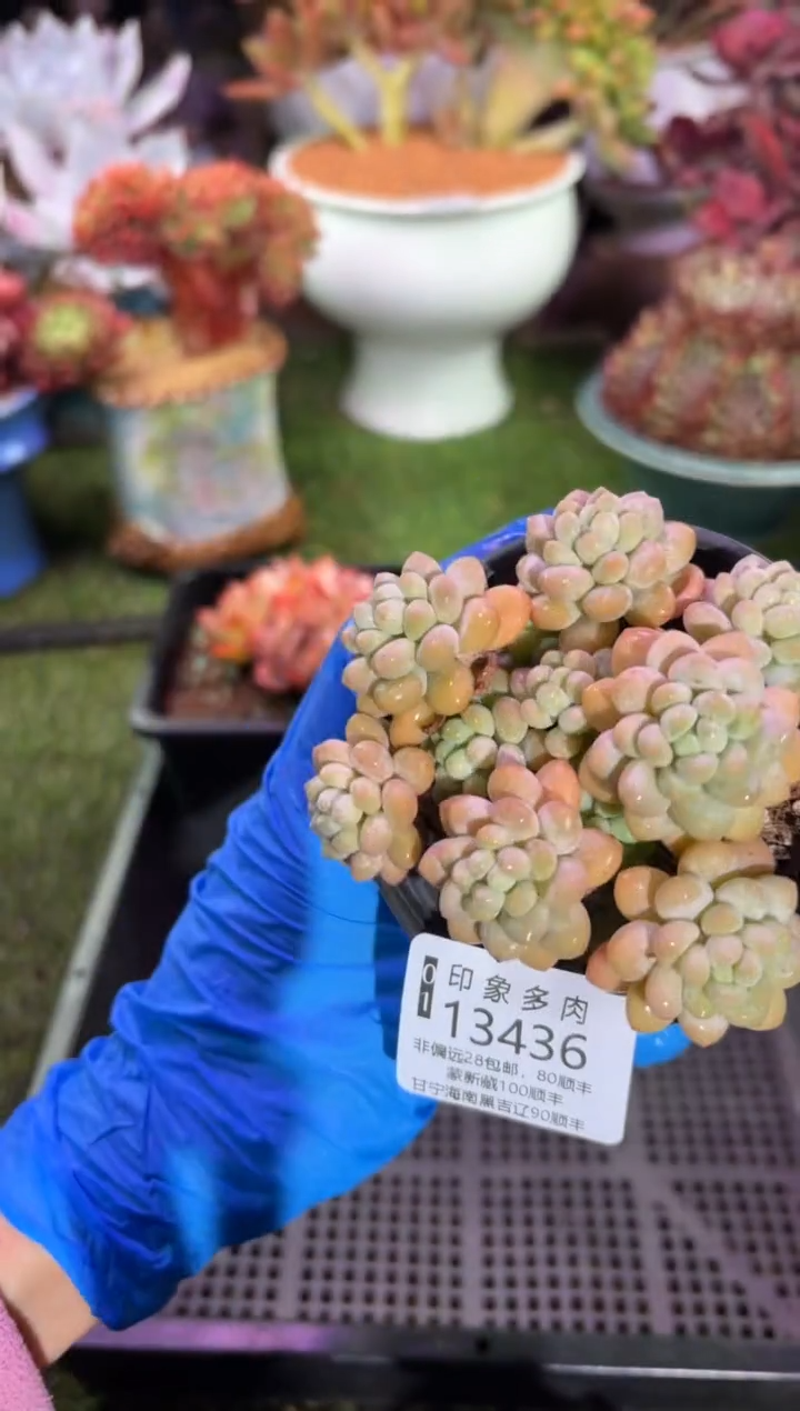 【闪购商品】13436