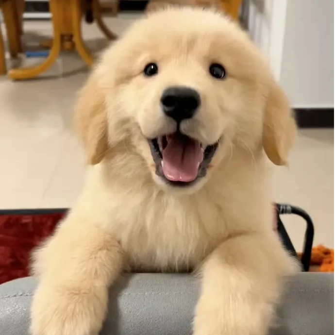 宠物狗狗批发活体链接