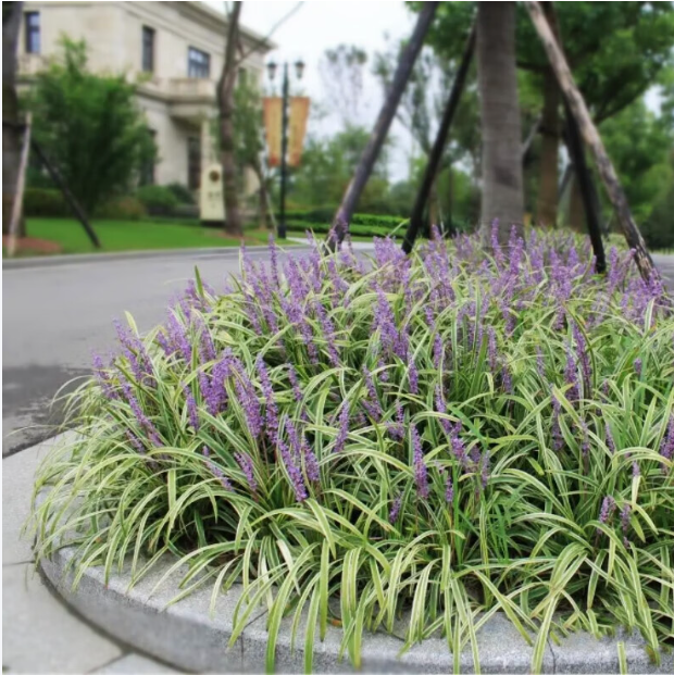 金边麦冬草苗园林绿化地被苗庭院植物观赏阔叶草花叶麦冬耐寒耐阴